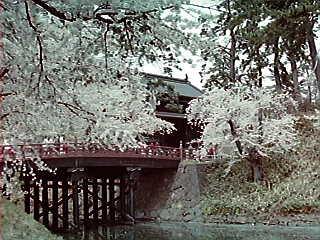 sakura7.jpg